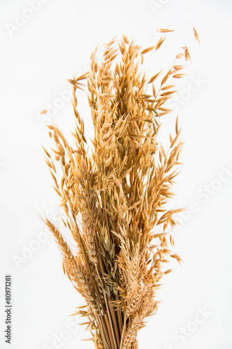  spike of oat closeup and isolated.