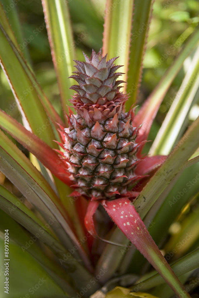 Pineapple tropical fruit growing in a farm Pineapple tropical fruit growing in a farm