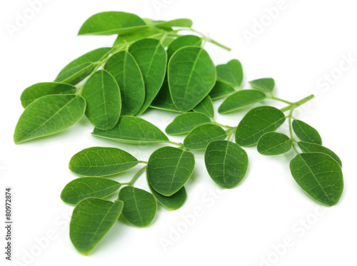 Moringa leaves photo