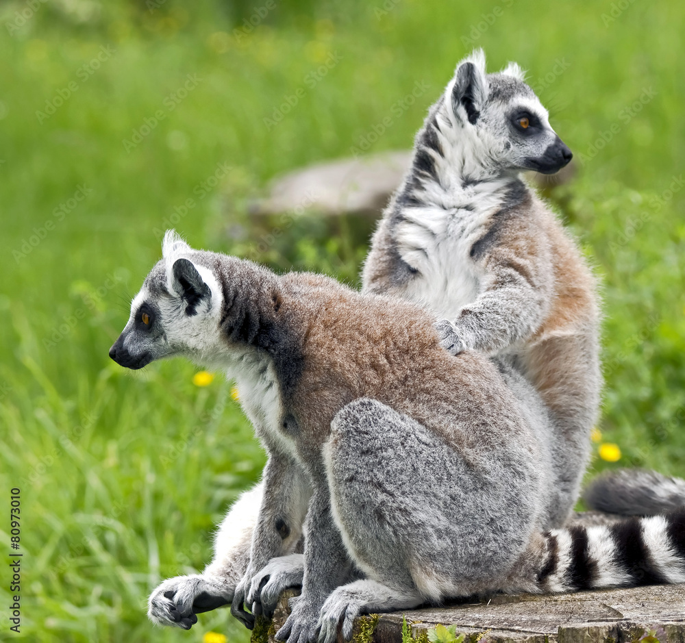 Naklejka premium Ring-tailed lemur