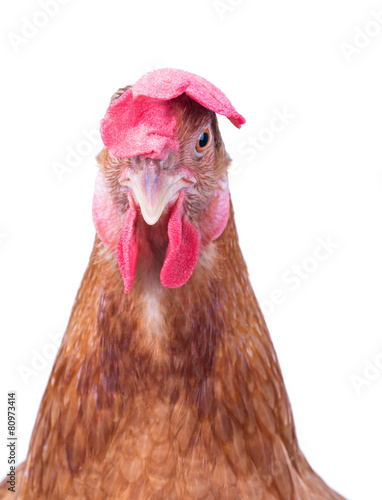 close up head of chicken hen isolated white