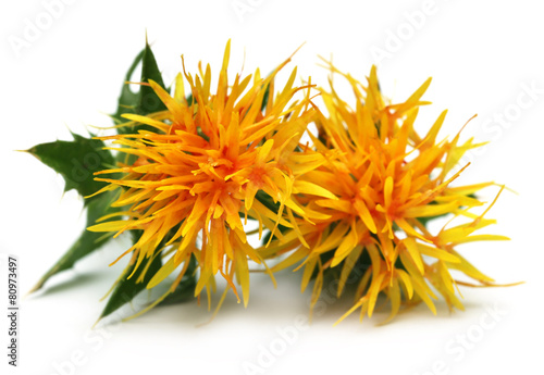 Yellow Safflower photo