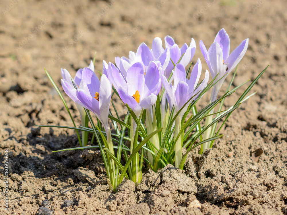 Obraz premium snowdrops