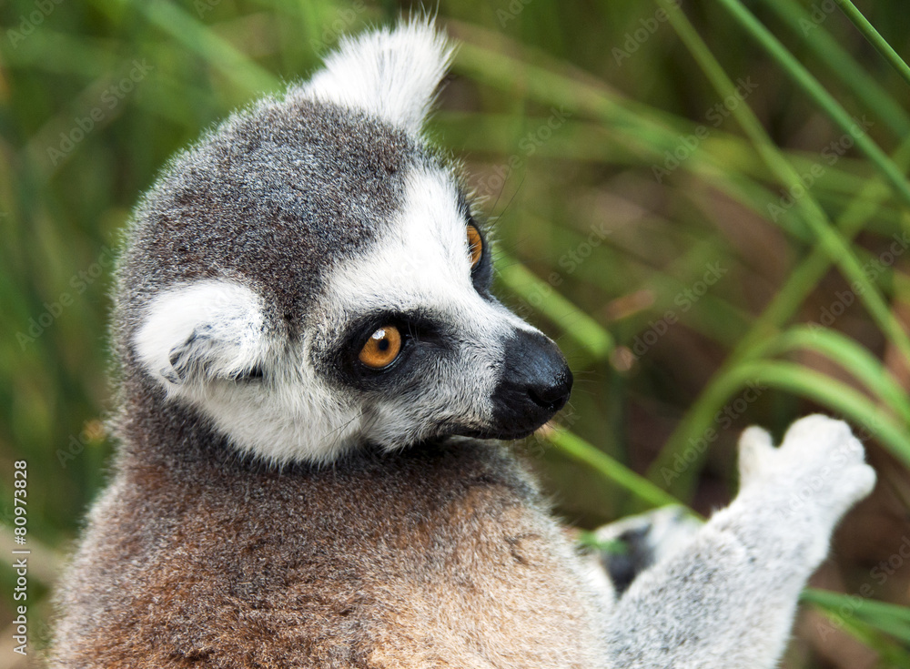 Obraz premium Ring-tailed lemur (Lemur catta)