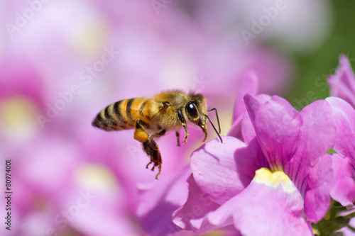 Honeybee © sumikophoto