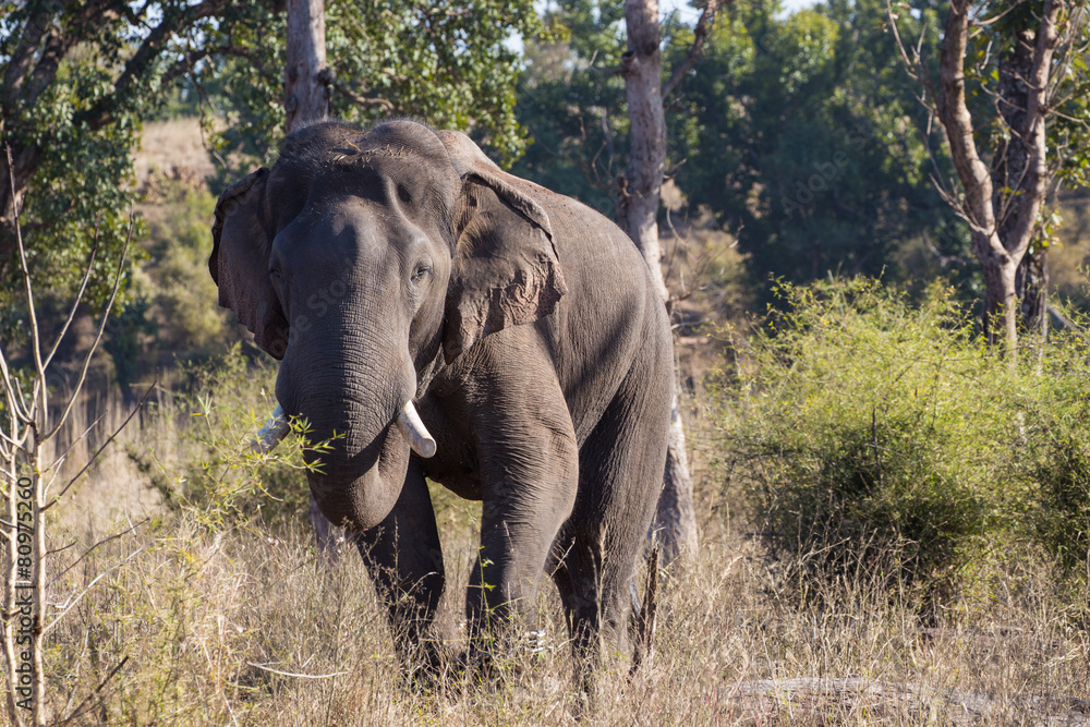 Fototapeta premium Elephant
