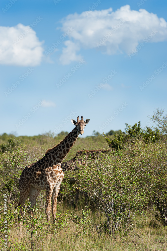 Obraz premium giraffe in the savanna of Africa