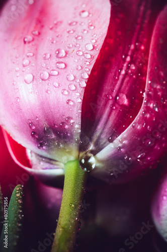 tulips with water drops