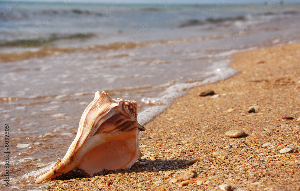 Sea Shell in surf on beach shore Sea Shell in surf on beach shore