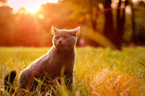 Кот на лужайке