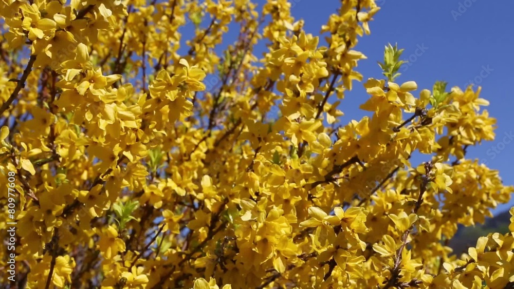 Forsythia in bloom Forsythia in bloom
