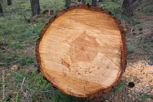 Freshly cut tree log