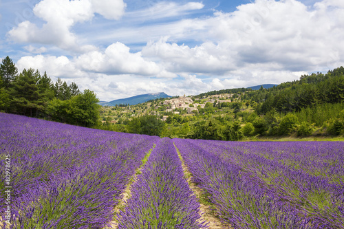 Lavender field and village