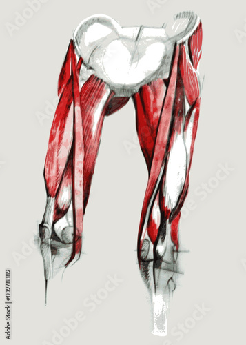 Hip and leg muscles