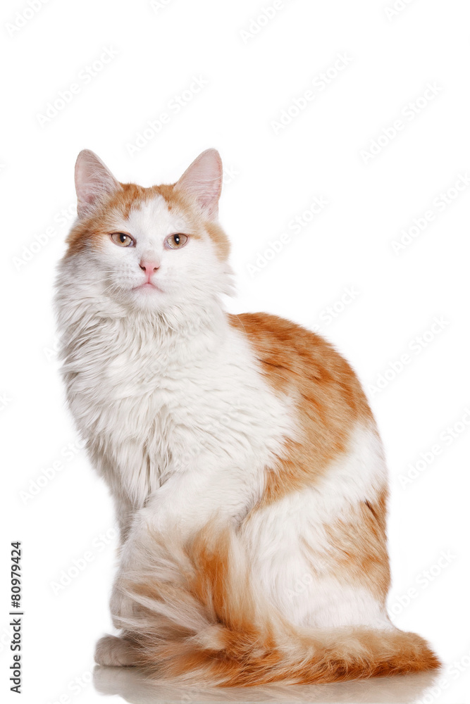 Бело рыжий кот