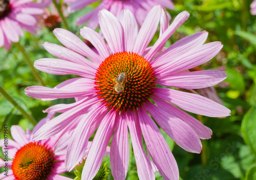 Echinacea flower with a bee