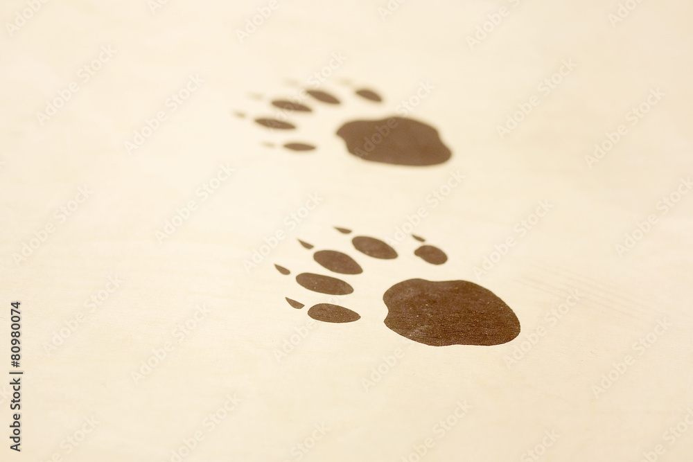 Obraz premium Animal footprints on a wooden surface