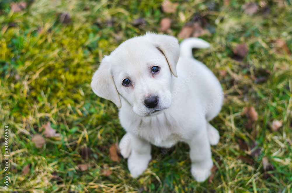 Sweet Labrador puppy