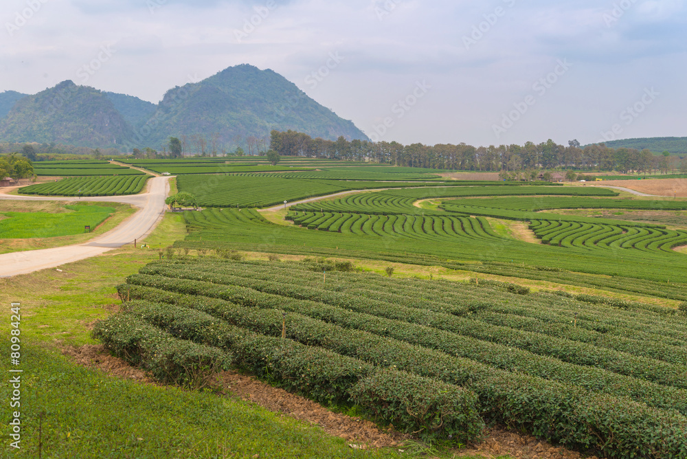 green tea farm on the hill at north of thailand