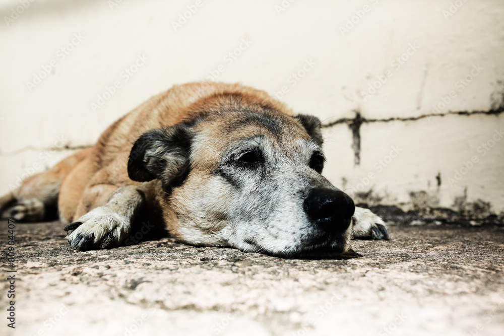 chien fatigue chien fatigue