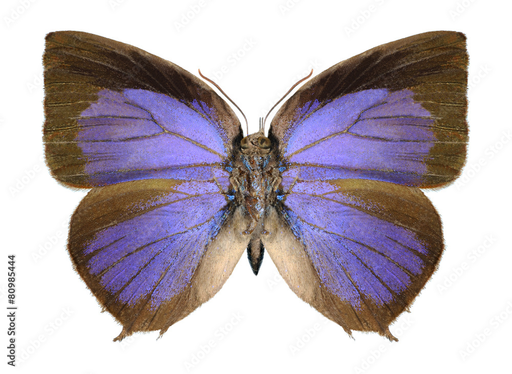 Obraz premium Butterfly Arhopala centaurus