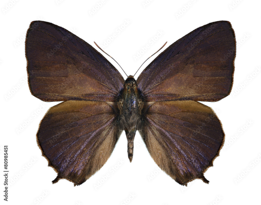 Fototapeta premium Butterfly Flos fulgida