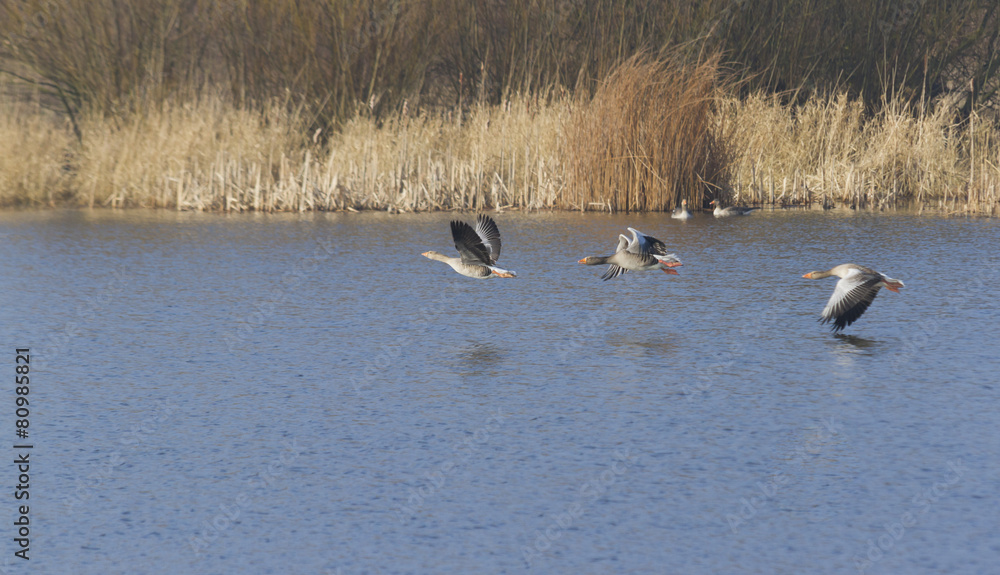 Obraz premium Greylag Geese in flight.