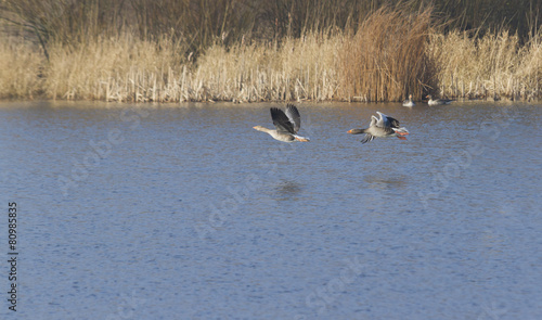 Pair of Greylag Geese flying.