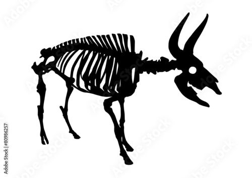 bull skeleton on white background