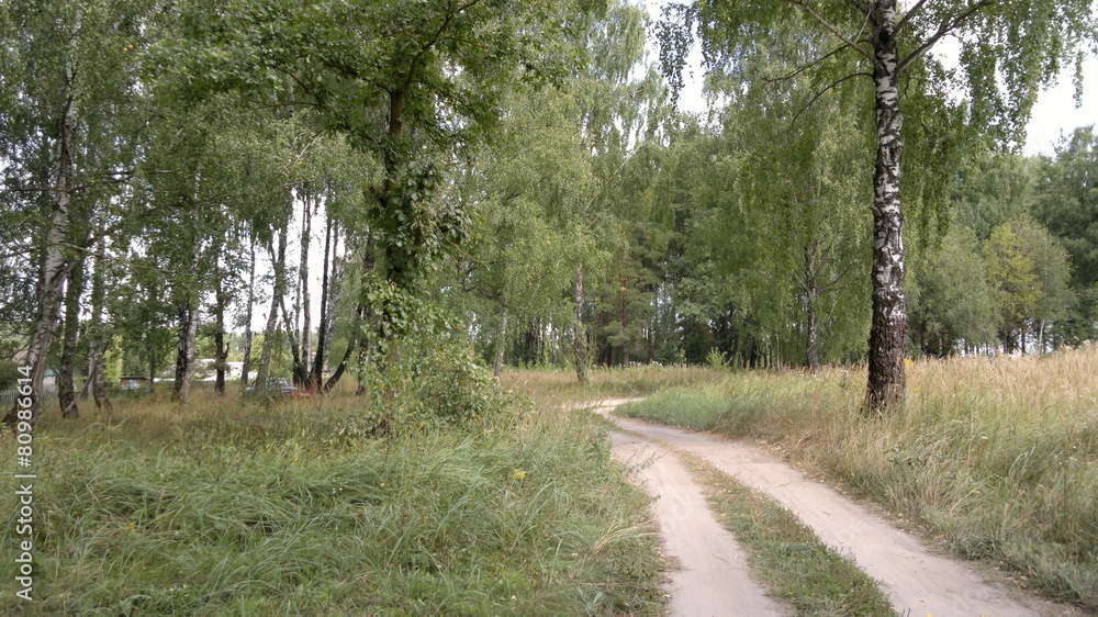 Fototapeta premium В роще