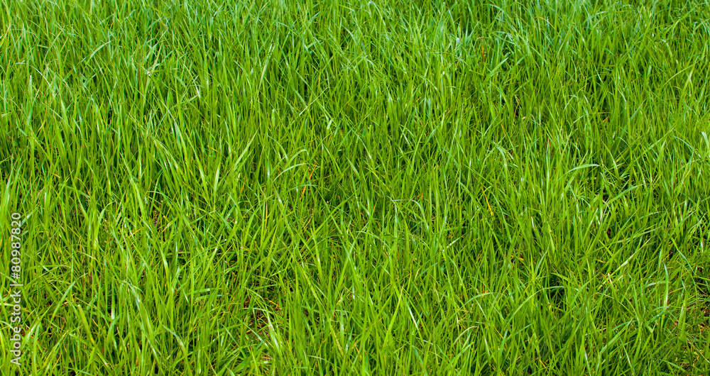 Background of a green grass Background of a green grass