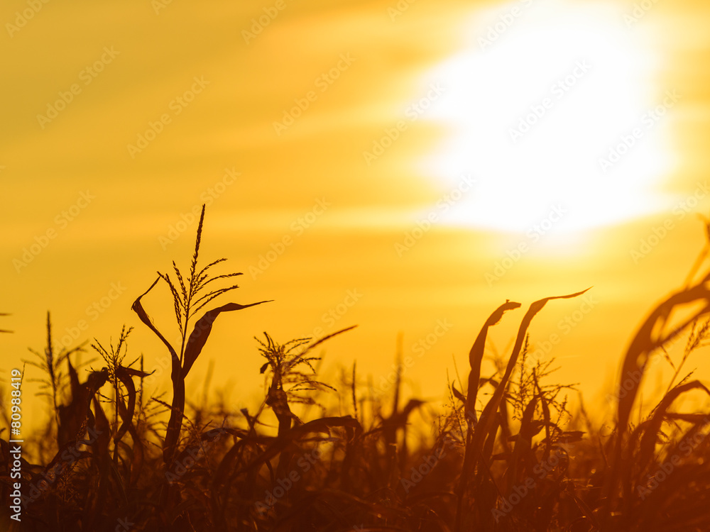 Corn field at the yellow sunset Corn field at the yellow sunset