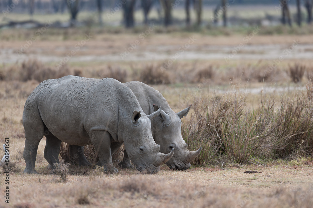Fototapeta premium Rhino