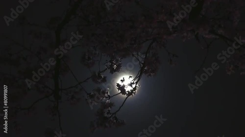 月明かりと夜桜