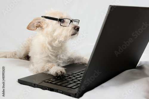 Fototapeta Naklejka Na Ścianę i Meble -  Light brown terrier with glasses looking at laptop