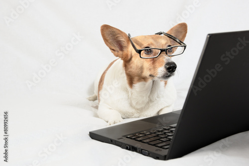 Cardigan Welsh Corgi wearing glasses and looking at laptop