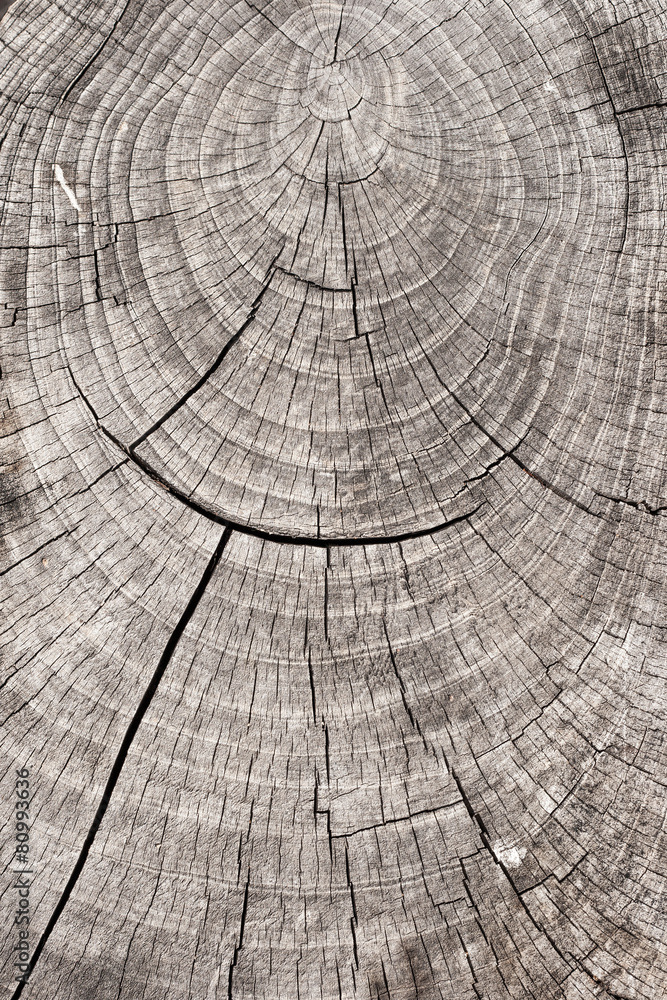 Fototapeta premium Wood texture.