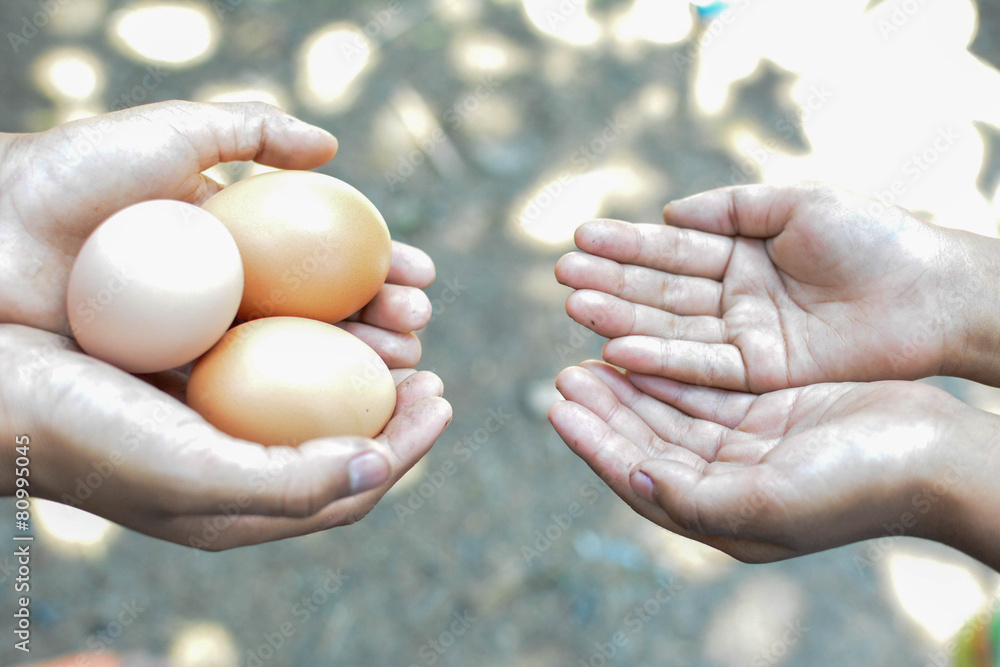 Fresh eggs Fresh eggs