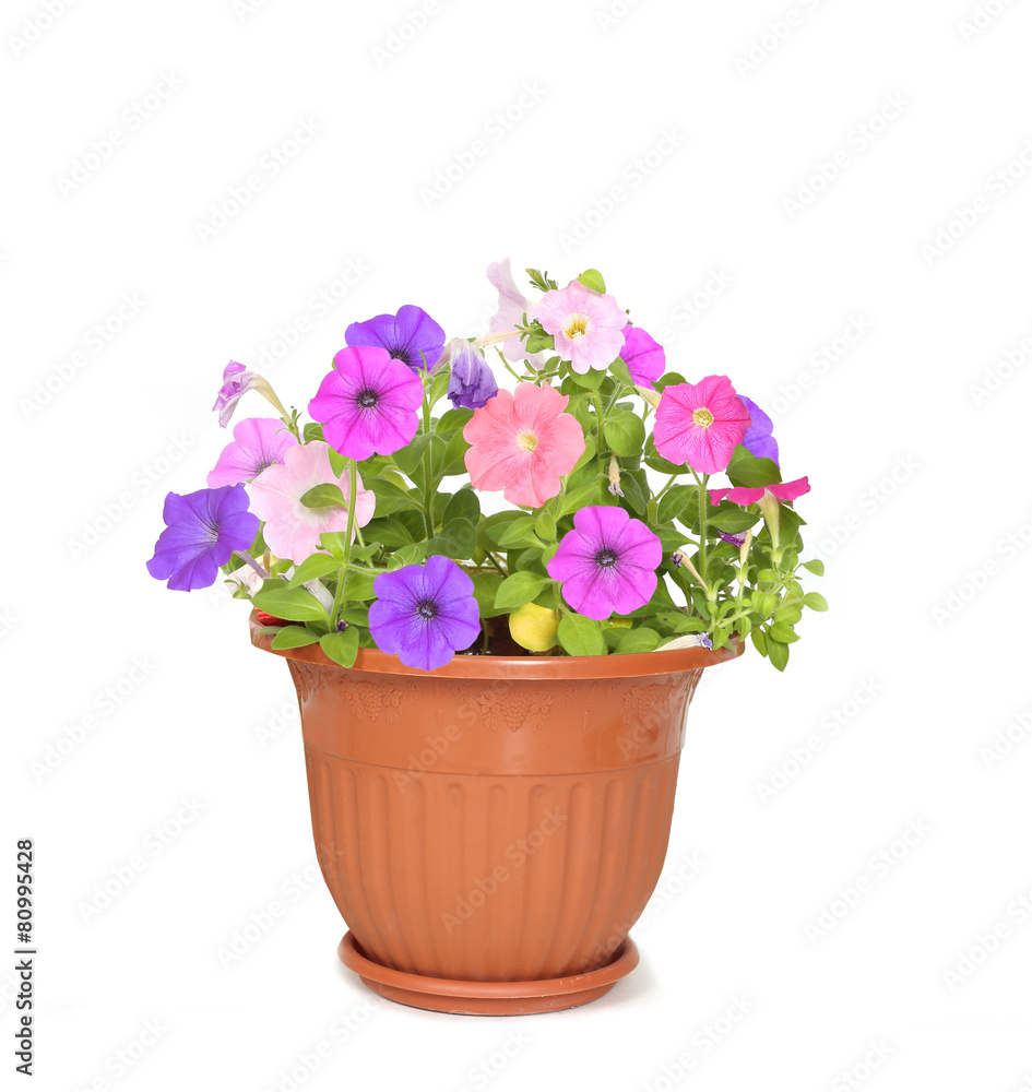 flower in pot flower in pot