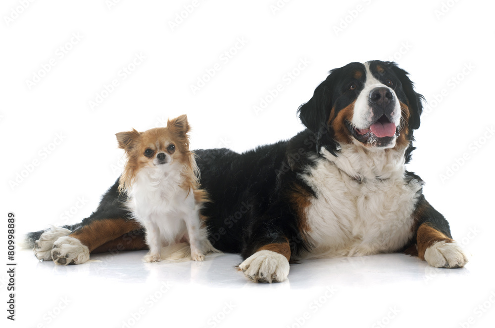 chihuahua and bernese mountain dog chihuahua and bernese mountain dog