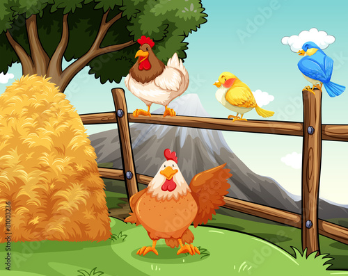 Animals