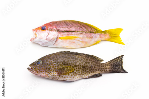 Red Snapper Fish and areolate grouper (epinephelus areolatus) f