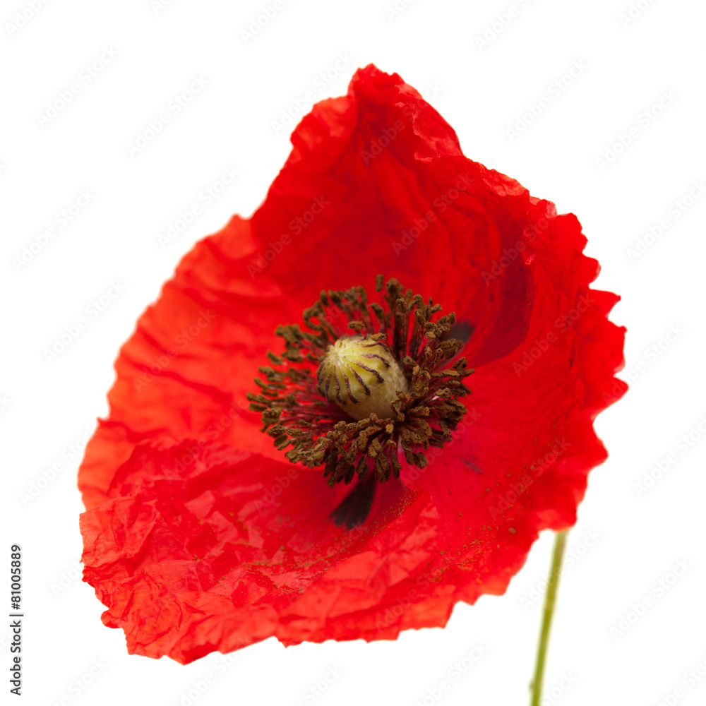 Obraz Bright red poppy