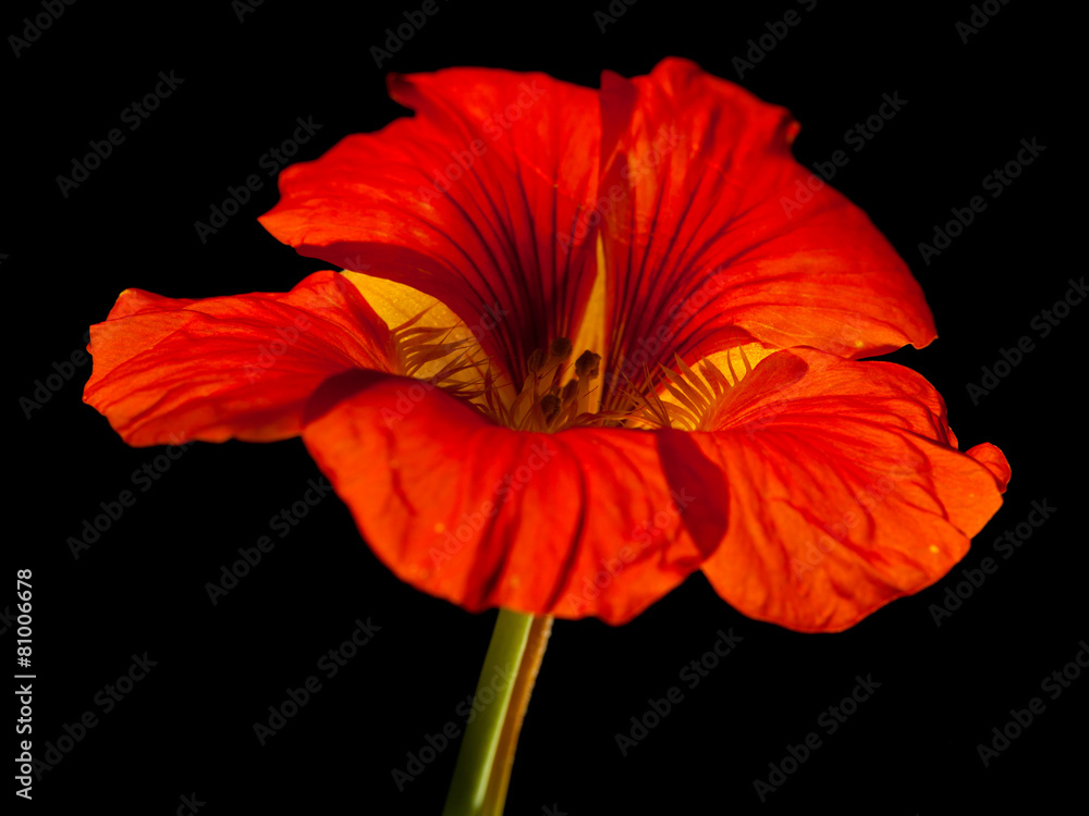 Tropaeolum majus ,garden nasturtium Tropaeolum majus ,garden nasturtium