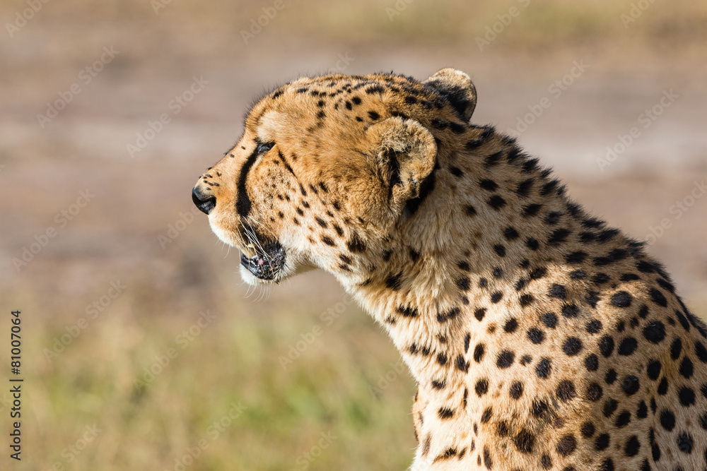 Naklejka premium Cheetah sitting and looking