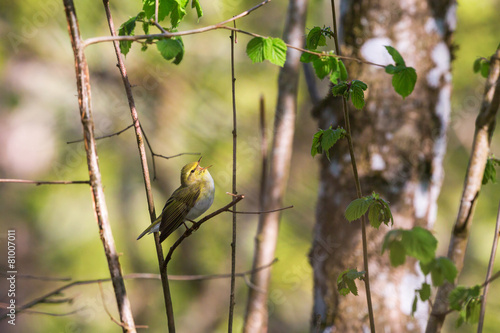 Green Warbler singing photo