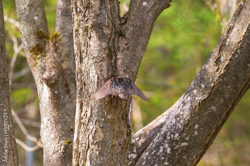 Starling landing