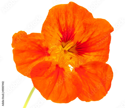 Tropaeolum majus ,garden nasturtium photo