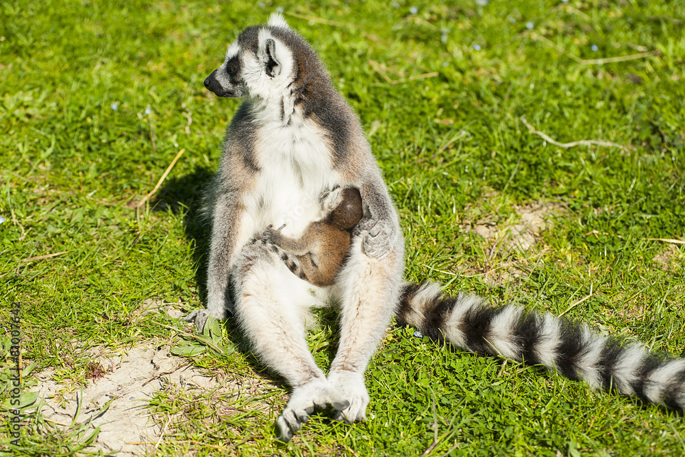 Fototapeta premium A lemur with his son