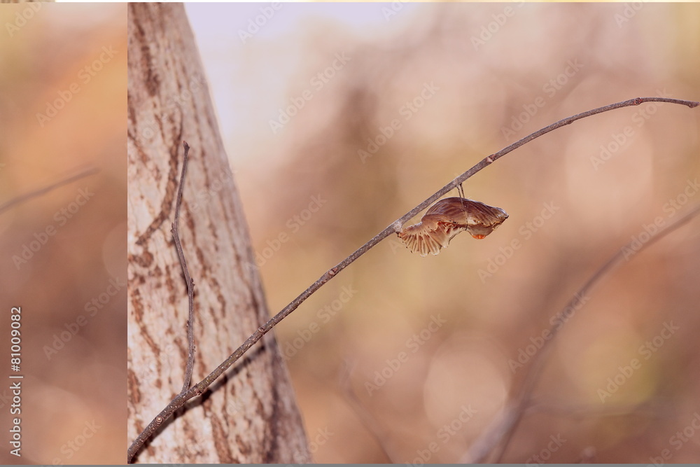 Obraz premium Butterfly's pupa